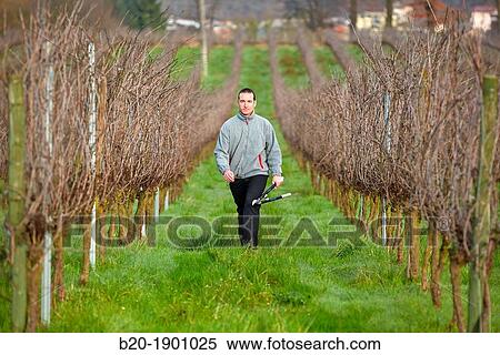 Farmer pruning vineyard, Txakoli, Gipuzkoa, Basque Country, Spain. View Large Photo Image Stock Photography - Farmer pruning vineyard, Txakoli, Gipuzkoa, Basque Country, Spain.. Fotosearch