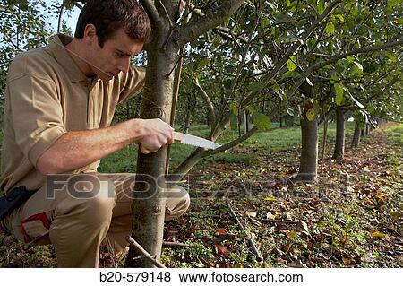Farmer pruning with handsaw, orchard, apple trees View Large Photo Image Stock Photo - Farmer pruning with handsaw, orchard, apple trees. Fotosearch