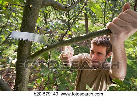 Farmer pruning with handsaw, orchard, apple trees View Large Photo Image Stock Photo - Farmer pruning with handsaw, orchard, apple trees. Fotosearch