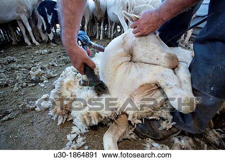 Farmer shearing a sheep with a electrical scissors for wool Salamanca province Castilla y Le? n Spain View Large Photo Image Stock Image - Farmer shearing a sheep with a electrical scissors for wool Salamanca province Castilla y Le? n Spain. Fotosearch