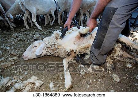 Farmer shearing a sheep with a electrical scissors for wool Salamanca province Castilla y Le? n Spain View Large Photo Image Stock Photo - Farmer shearing a sheep with a electrical scissors for wool Salamanca province Castilla y Le? n Spain. Fotosearch