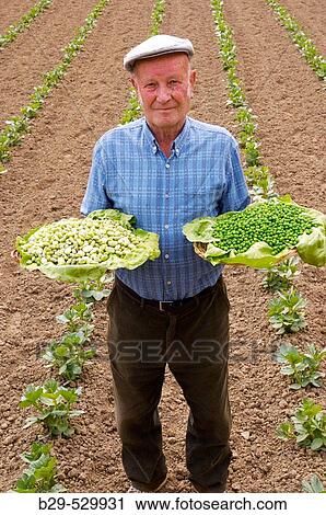 Farmer showing peas and broad beans View Large Photo Image Stock Image - Farmer showing peas and broad beans. Fotosearch