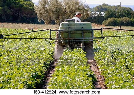 Farmer spraying green beans crops with a tractor. Tarragona province, Catalonia, Spain View Large Photo Image Picture - Farmer spraying green beans crops with a tractor. Tarragona province, Catalonia, Spain. Fotosearch