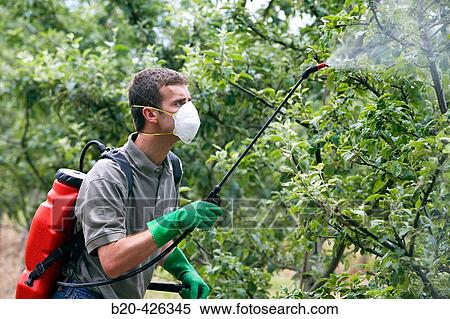 Farmer treating fruit trees with sprayer (Insecticides, Pesticides). Apple trees. Gipuzkoa, Euskadi. Spain. View Large Photo Image Stock Photography - Farmer treating fruit trees with sprayer (Insecticides, Pesticides). Apple trees. Gipuzkoa, Euskadi. Spain.. Fotosearch