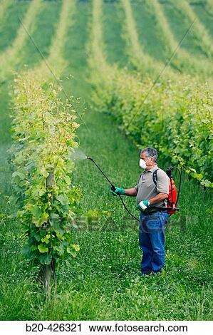 Farmer treating plant with sprayer (insecticide, pesticide, Copper sulphate). Txakoli vineyards. Gipuzkoa, Euskadi. Spain. View Large Photo Image Stock Image - Farmer treating plant with sprayer (insecticide, pesticide, Copper sulphate). Txakoli vineyards. Gipuzkoa, Euskadi. Spain.. Fotosearch