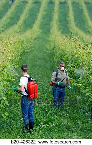 Farmer treating plant with sprayer (insecticide, pesticide, Copper sulphate). Txakoli vineyards. Gipuzkoa, Euskadi. Spain. View Large Photo Image Stock Image - Farmer treating plant with sprayer (insecticide, pesticide, Copper sulphate). Txakoli vineyards. Gipuzkoa, Euskadi. Spain.. Fotosearch