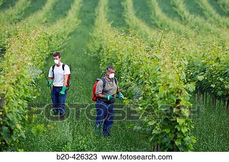 Farmer treating plant with sprayer (insecticide, pesticide, Copper sulphate). Txakoli vineyards. Gipuzkoa, Euskadi. Spain. View Large Photo Image Stock Image - Farmer treating plant with sprayer (insecticide, pesticide, Copper sulphate). Txakoli vineyards. Gipuzkoa, Euskadi. Spain.. Fotosearch