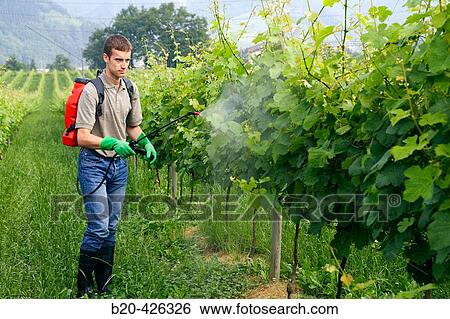 Farmer treating plant with sprayer (insecticide, pesticide, Copper sulphate). Txakoli vineyards. Gipuzkoa, Euskadi. Spain. View Large Photo Image Stock Photograph - Farmer treating plant with sprayer (insecticide, pesticide, Copper sulphate). Txakoli vineyards. Gipuzkoa, Euskadi. Spain.. Fotosearch
