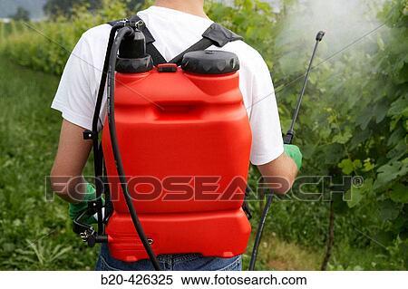 Stock Photography - Farmer treating plant with sprayer (insecticide, pesticide, Copper sulphate). Txakoli vineyards. Gipuzkoa, Euskadi. Spain.. Fotosearch