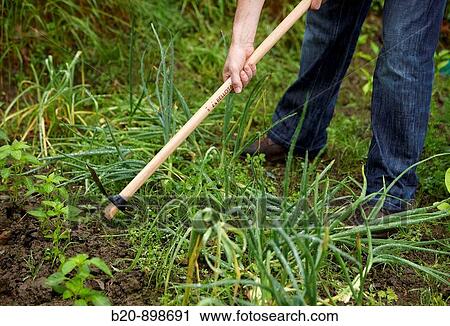 Farmer using hoe, hand tool, farming, kitchen garden, Guipuzcoa, Basque Country, Spain View Large Photo Image Stock Image - Farmer using hoe, hand tool, farming, kitchen garden, Guipuzcoa, Basque Country, Spain. Fotosearch