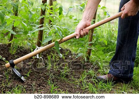 Farmer using hoe, hand tool, farming, kitchen garden, Guipuzcoa, Basque Country, Spain View Large Photo Image Stock Photo - Farmer using hoe, hand tool, farming, kitchen garden, Guipuzcoa, Basque Country, Spain. Fotosearch