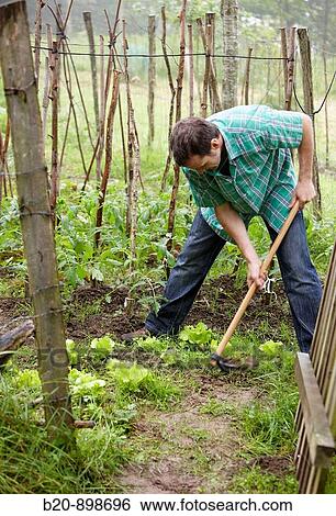 Farmer using hoe, hand tool, farming, kitchen garden, Guipuzcoa, Basque Country, Spain View Large Photo Image Stock Photograph - Farmer using hoe, hand tool, farming, kitchen garden, Guipuzcoa, Basque Country, Spain. Fotosearch