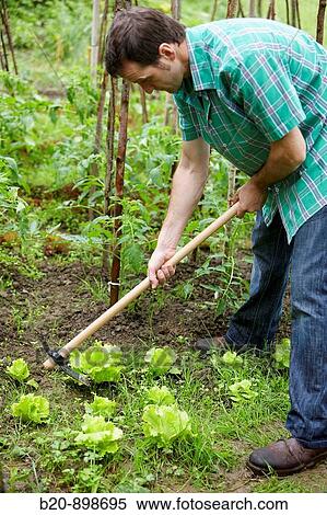 Farmer using hoe, hand tool, farming, kitchen garden, Guipuzcoa, Basque Country, Spain View Large Photo Image Stock Photography - Farmer using hoe, hand tool, farming, kitchen garden, Guipuzcoa, Basque Country, Spain. Fotosearch