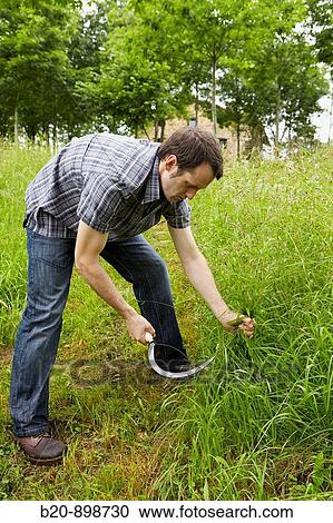 Stock Image - Farmer using sickle. Fotosearch