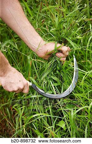 Stock Image - Farmer using sickle. Fotosearch