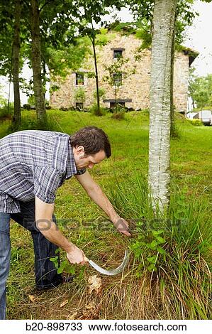 Farmer using sickle View Large Photo Image Stock Image - Farmer using sickle. Fotosearch