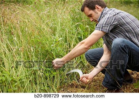 Farmer using sickle View Large Photo Image Stock Photo - Farmer using sickle. Fotosearch