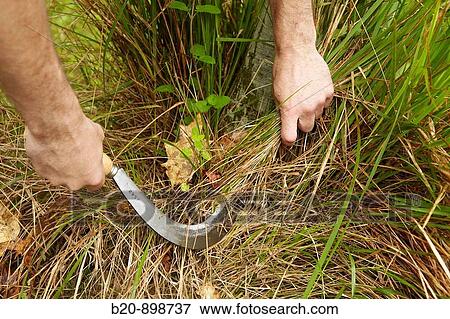 Stock Photo - Farmer using sickle. Fotosearch