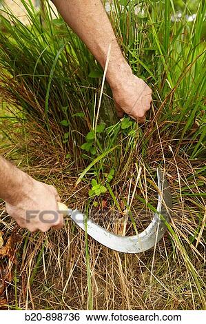 Stock Photograph - Farmer using sickle. Fotosearch