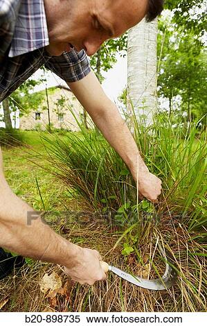 Stock Photography - Farmer using sickle. Fotosearch
