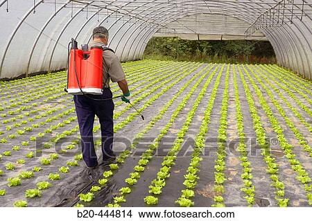 Farmer using sprayer in lettuce greenhouse View Large Photo Image Picture - Farmer using sprayer in lettuce greenhouse. Fotosearch