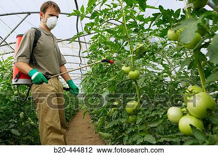 Stock Image - Farmer using sprayer in tomatoe greenhouse. Fotosearch