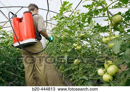 Farmer using sprayer in tomatoe greenhouse View Large Photo Image Stock Image - Farmer using sprayer in tomatoe greenhouse. Fotosearch