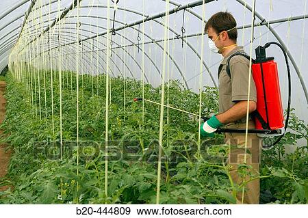 Farmer using sprayer in tomatoe greenhouse View Large Photo Image Stock Photo - Farmer using sprayer in tomatoe greenhouse. Fotosearch