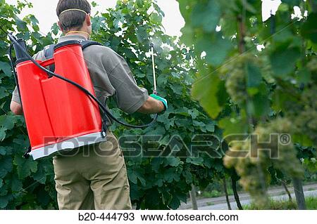 Stock Image - Farmer using sprayer in? txacol?? vineyard. Guipzcoa, Euskadi. Spain. Fotosearch