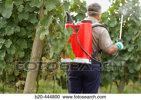 Farmer using sprayer in? txacol?? vineyard. Guipzcoa, Euskadi. Spain View Large Photo Image Stock Image - Farmer using sprayer in? txacol?? vineyard. Guipzcoa, Euskadi. Spain. Fotosearch