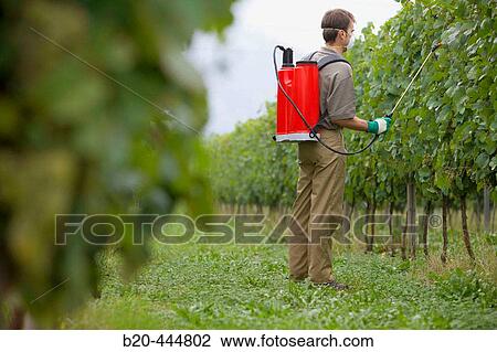 Farmer using sprayer in? txacol?? vineyard. Guipzcoa, Euskadi. Spain View Large Photo Image Stock Image - Farmer using sprayer in? txacol?? vineyard. Guipzcoa, Euskadi. Spain. Fotosearch
