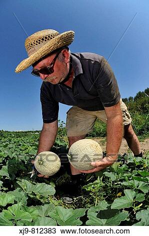 Stock Image - Farmer who collects melons.. Fotosearch