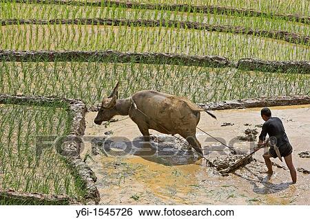 Farmer with buffalo plough tills rice terraces near Sapa Vietnam View Large Photo Image Stock Photograph - Farmer with buffalo plough tills rice terraces near Sapa Vietnam. Fotosearch