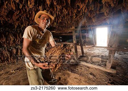 Stock Image - Farmer with dried tobacco leaf, Vinales, Pinar Del Rio Province, Cuba, West Indies, Central America.. Fotosearch