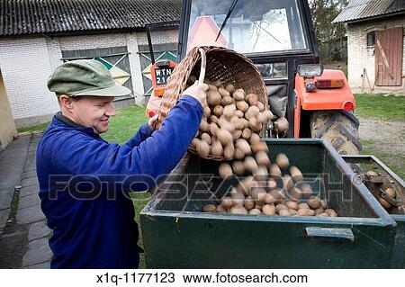 Farmer with potatoes ready for seeding. Gmina Przylek, Zwolen county, Poland. View Large Photo Image Stock Image - Farmer with potatoes ready for seeding. Gmina Przylek, Zwolen county, Poland.. Fotosearch