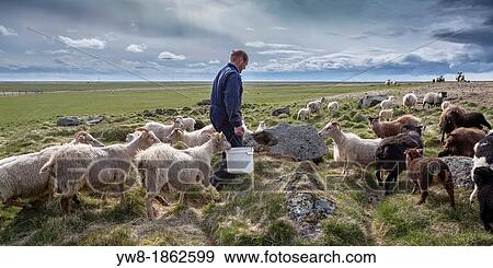 Stock Photo - Farmer with sheep, Eastern Iceland. Fotosearch