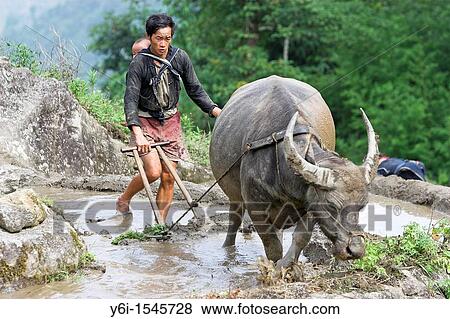 Stock Photo - Farmer with with child on back uses buffalo plough to till rice terraces near Sapa Vietnam. Fotosearch
