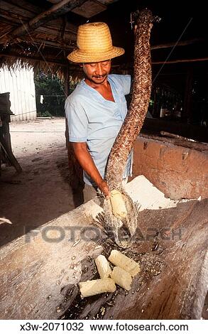 Stock Image - farmer working the manioc, countryside, santarem, state of para, amazon region, brazil, south america.. Fotosearch