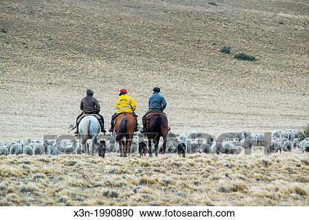 Stock Image - Farmers Herding with Horses, Argentina.. Fotosearch