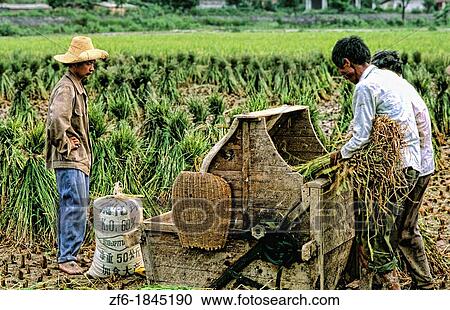 Farmers in Guilin China with Treshing Rice Machine View Large Photo Image Stock Image - Farmers in Guilin China with Treshing Rice Machine. Fotosearch