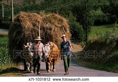 Farmers leading a cart drawn by oxen near Laxe in Galicia, North-West Spain View Large Photo Image Stock Image - Farmers leading a cart drawn by oxen near Laxe in Galicia, North-West Spain. Fotosearch