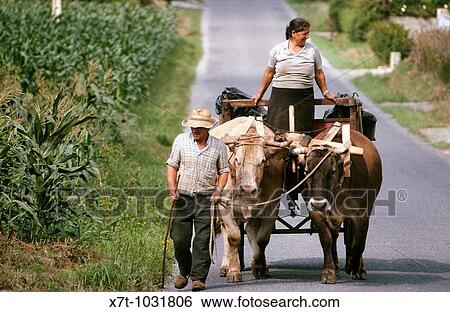 Stock Photograph - Farmers leading a cart drawn by oxen near Carballo, in Galicia, North-West Spain. Fotosearch