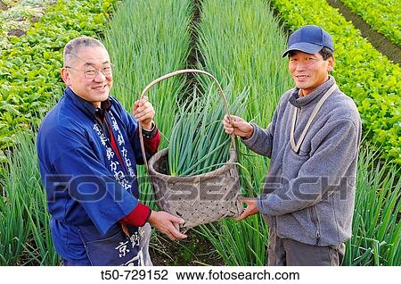 Farmers showing a basket with onionplant, smiling, portrait, Japan View Large Photo Image Stock Image - Farmers showing a basket with onionplant, smiling, portrait, Japan. Fotosearch