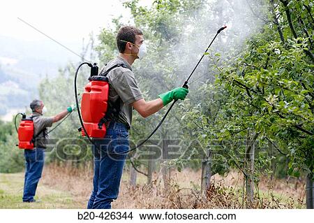 Farmers treating fruit trees with sprayer (Insecticides, Pesticides). Apple trees. Gipuzkoa, Euskadi. Spain. View Large Photo Image Picture - Farmers treating fruit trees with sprayer (Insecticides, Pesticides). Apple trees. Gipuzkoa, Euskadi. Spain.. Fotosearch