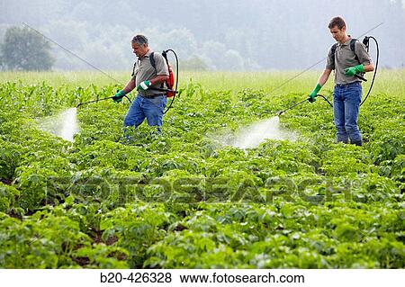 Farmers treating potato plants with sprayer (fertilizer, insecticide, pesticide). Gipuzkoa, Euskadi. Spain. View Large Photo Image Stock Photo - Farmers treating potato plants with sprayer (fertilizer, insecticide, pesticide). Gipuzkoa, Euskadi. Spain.. Fotosearch