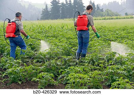 Farmers treating potato plants with sprayer (fertilizer, insecticide, pesticide). Gipuzkoa, Euskadi. Spain. View Large Photo Image Stock Photo - Farmers treating potato plants with sprayer (fertilizer, insecticide, pesticide). Gipuzkoa, Euskadi. Spain.. Fotosearch
