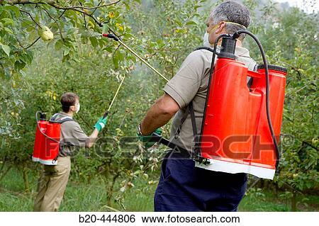 Farmers using sprayer in apple tree orchard. Guipzcoa, Euskadi. Spain View Large Photo Image Stock Photograph - Farmers using sprayer in apple tree orchard. Guipzcoa, Euskadi. Spain. Fotosearch