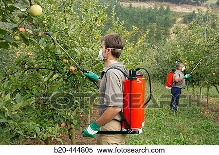 Farmers using sprayer in apple tree orchard. Guipzcoa, Euskadi. Spain View Large Photo Image Stock Photography - Farmers using sprayer in apple tree orchard. Guipzcoa, Euskadi. Spain. Fotosearch