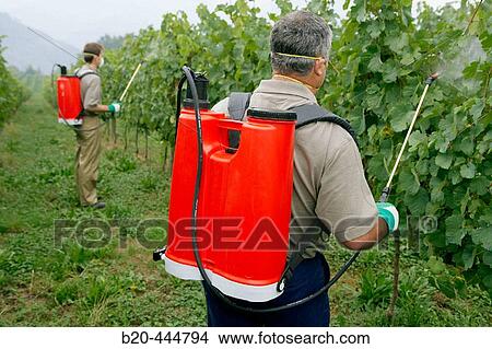 Farmers using sprayer in? txacol?? vineyard. Guipzcoa, Euskadi. Spain View Large Photo Image Picture - Farmers using sprayer in? txacol?? vineyard. Guipzcoa, Euskadi. Spain. Fotosearch