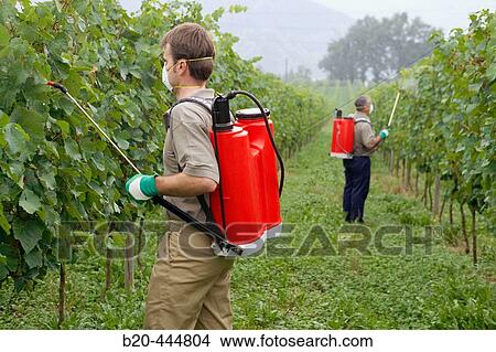 Farmers using sprayer in? txacol?? vineyard. Guipzcoa, Euskadi. Spain View Large Photo Image Picture - Farmers using sprayer in? txacol?? vineyard. Guipzcoa, Euskadi. Spain. Fotosearch